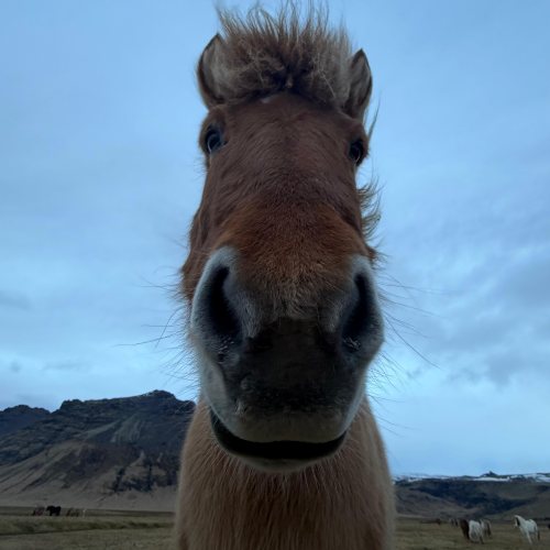 Mo-Torniamo a casa - Arrivederci Islanda… o come dicono qui: Bless!