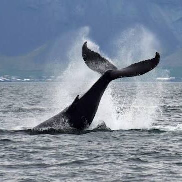 Whale watching -  Alla ricerca delle balene
