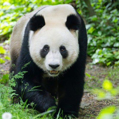 Chengdu e i Panda - Bambù, viali antichi e facce irresistibili