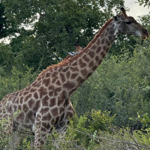 Mohololo: gli animali che tornano alla vita - Il cuore del centro di riabilitazione