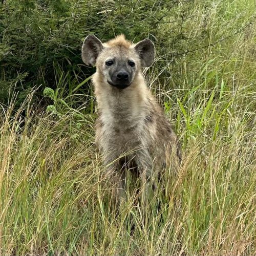 Kruger — Giorno 2 - Ancora savana, ancora meraviglia