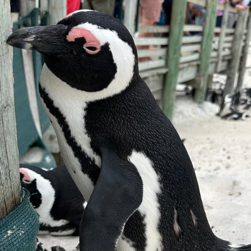 Pinguini e Capo di Buona Speranza - Il punto più iconico del continente africano