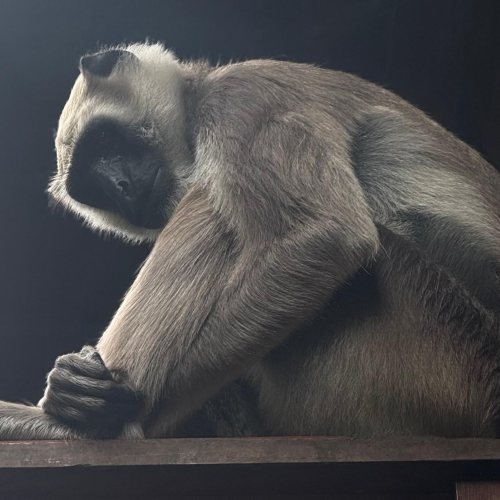 Monkeyland e (per i coraggiosi) il Salto nel Vuoto  Scimmie libere e adrenalina pura