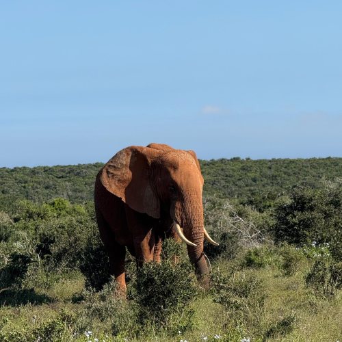 Addo e volo per Johannesburg - Gli elefanti e il cielo dell'Africa