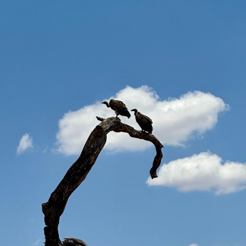 Tarangire National Park - Tra elefanti e baobab