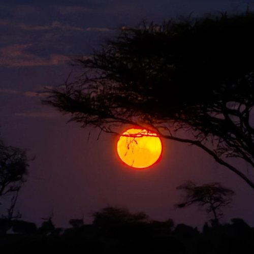 Serengeti - Dove la savana sembra non finire mai