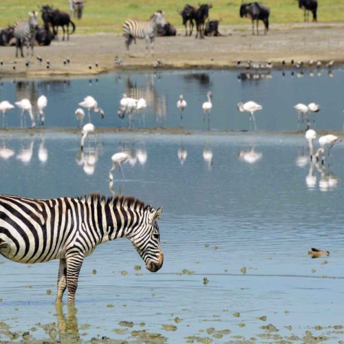 Ngorongoro - Dentro il cratere