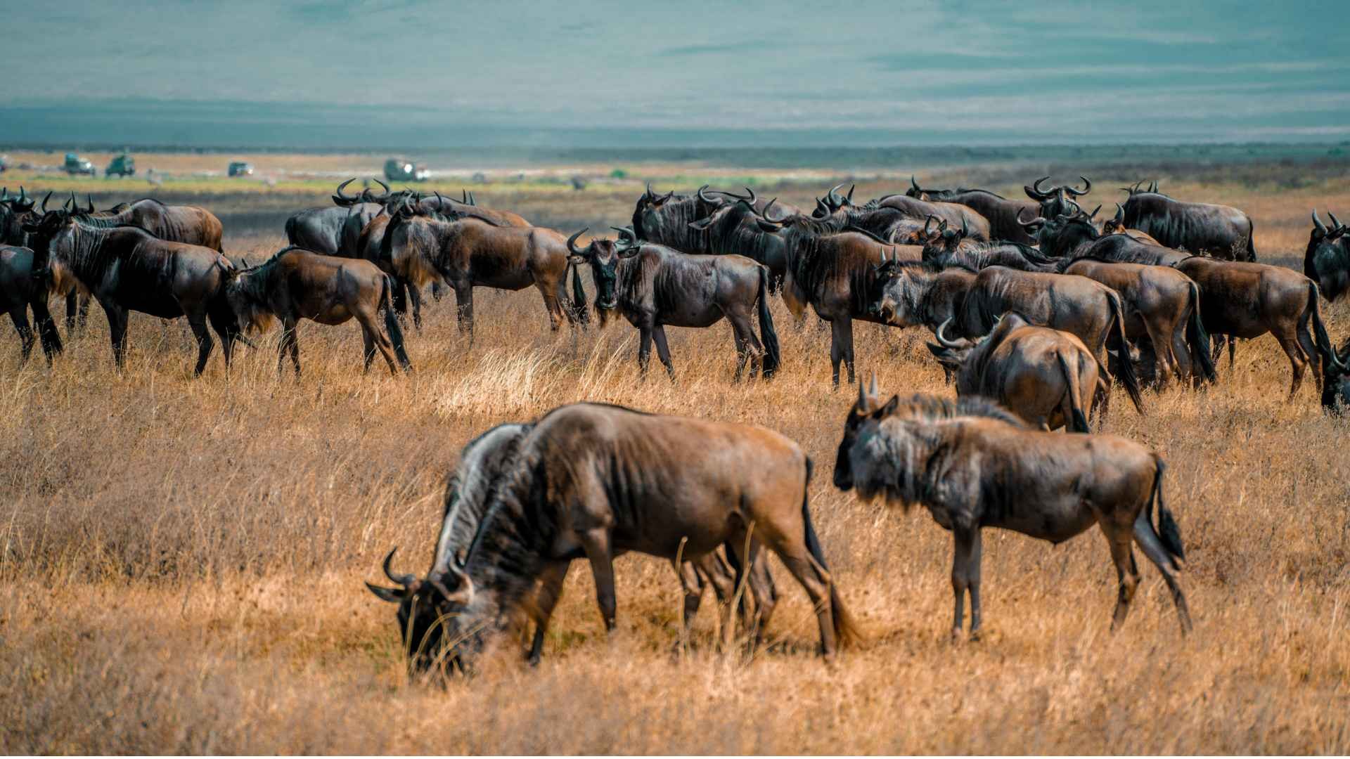 Gnu