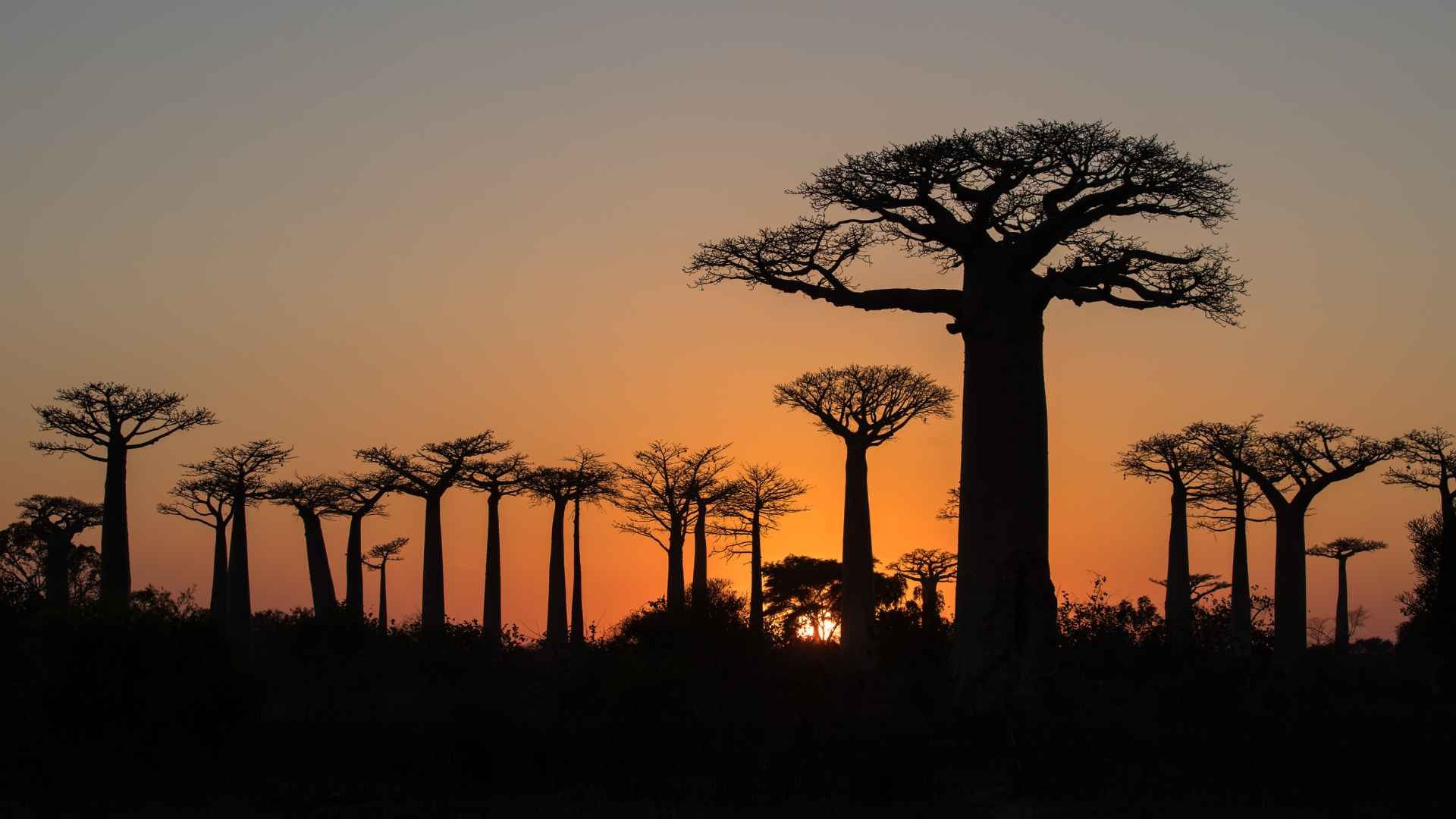 Baobab