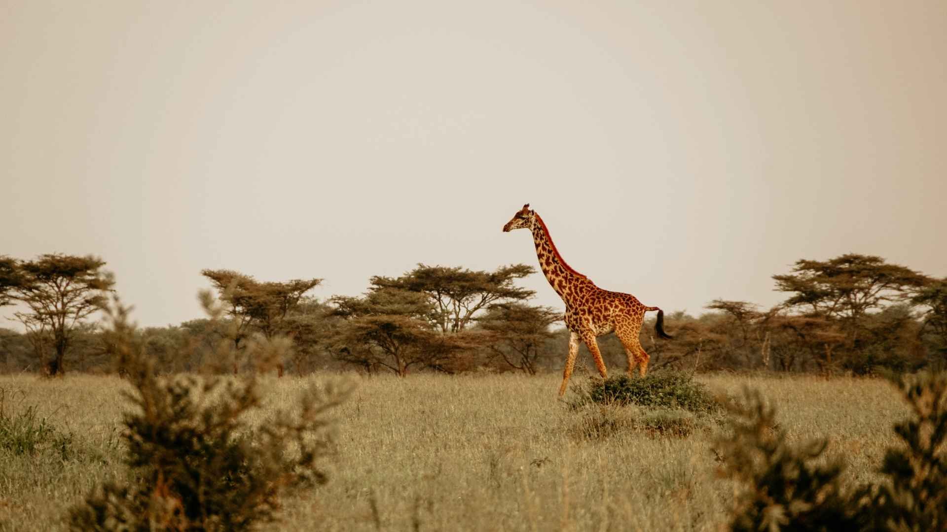 Giraffa