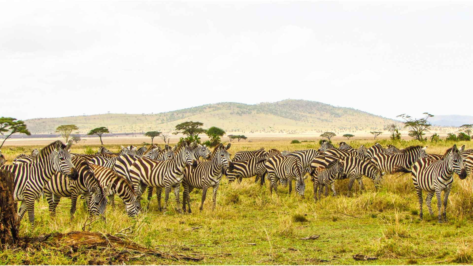 Zebre