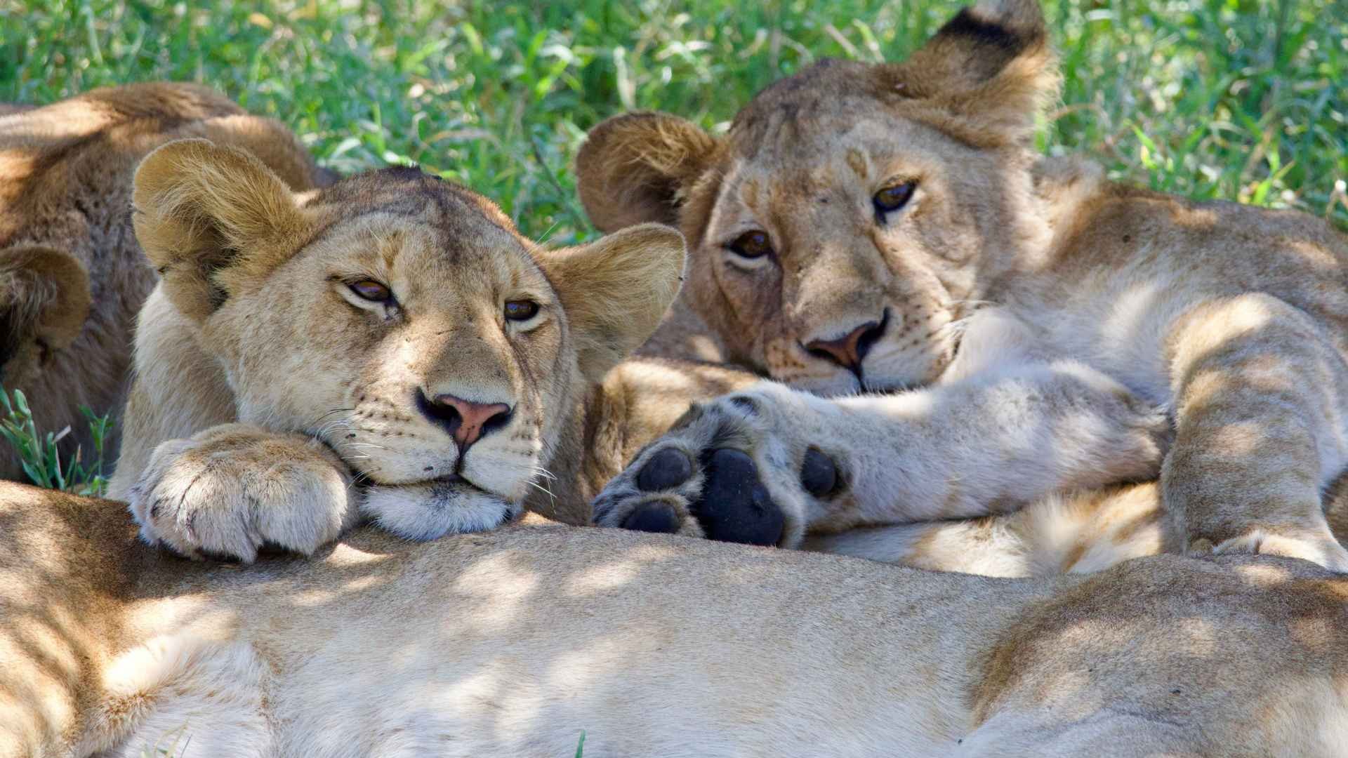 Leoncini