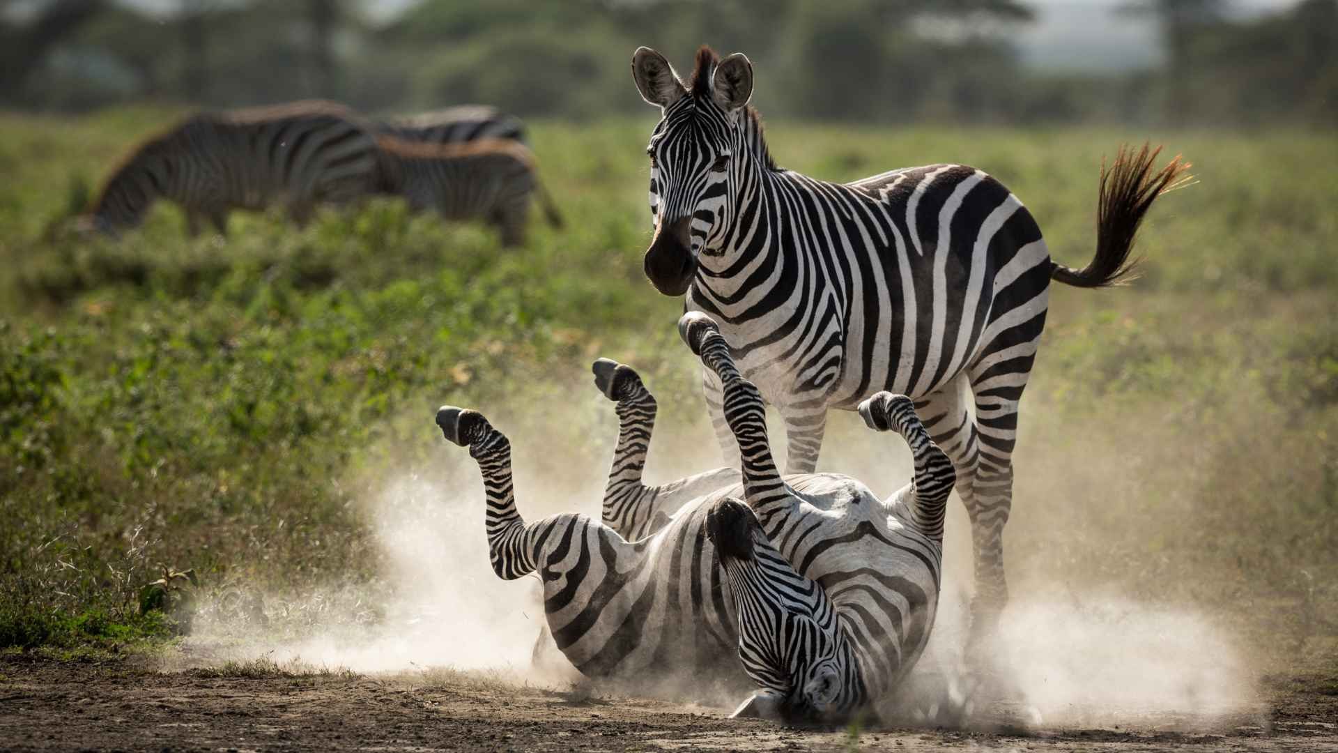 Viaggio in Tanzania Selvaggia: nel cuore della Grande Migrazione