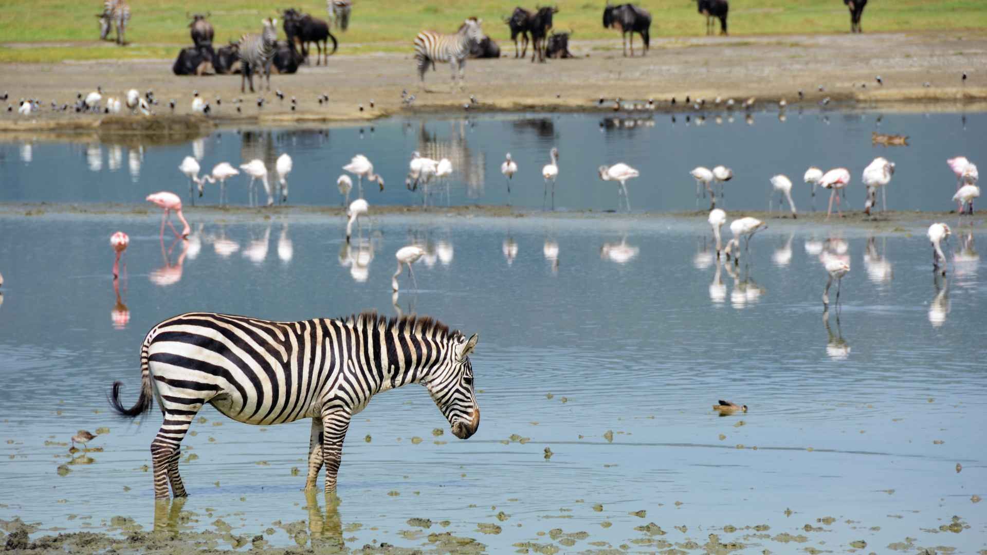 Zebra