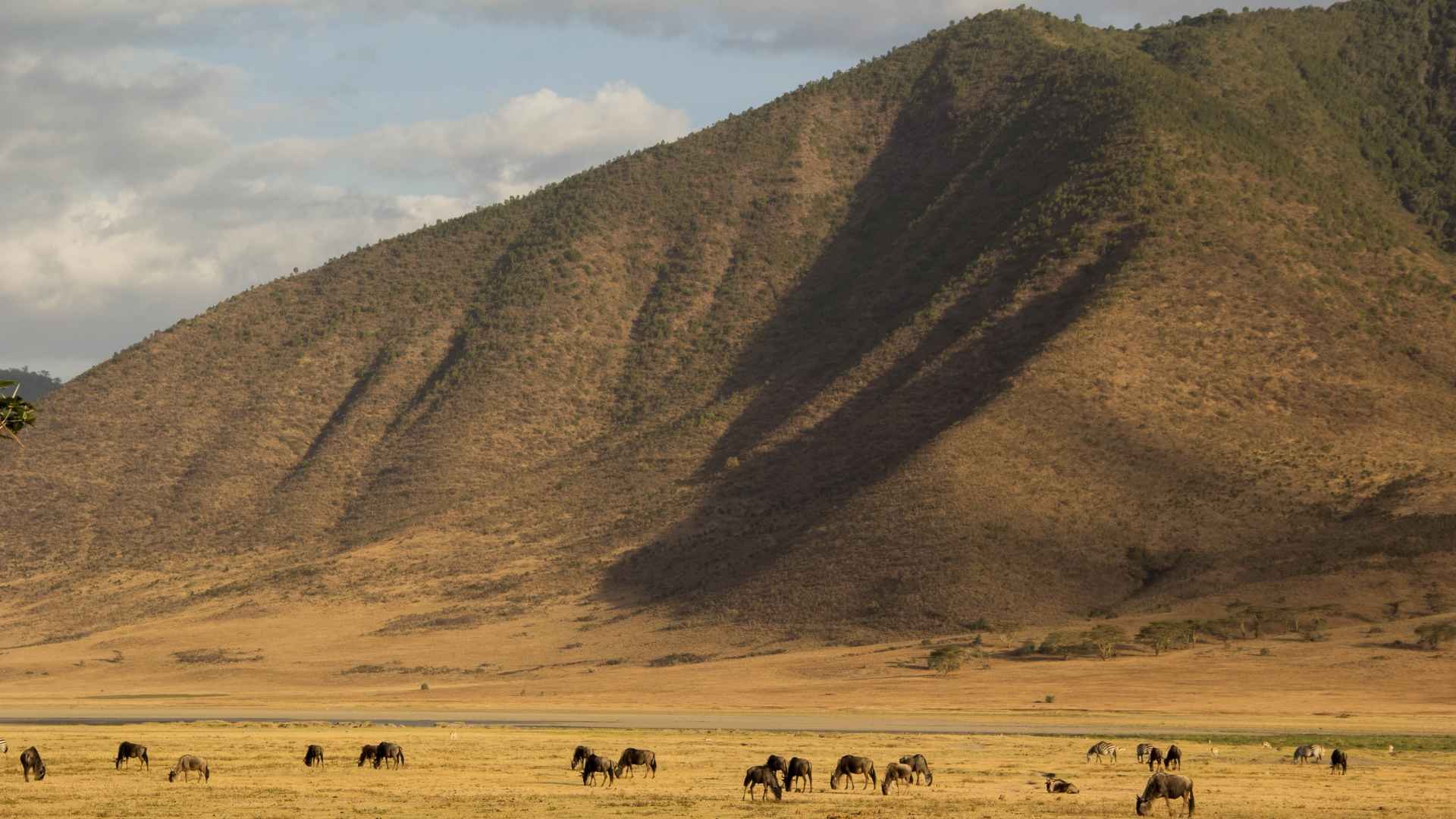 Ngorongoro