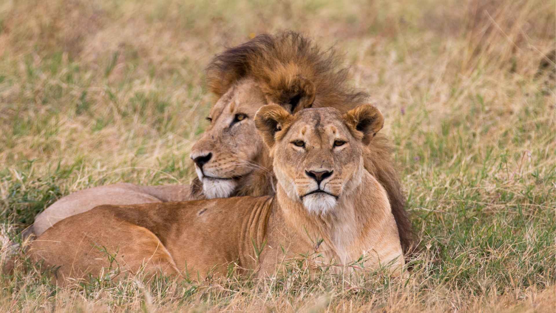Leon e Leonessa