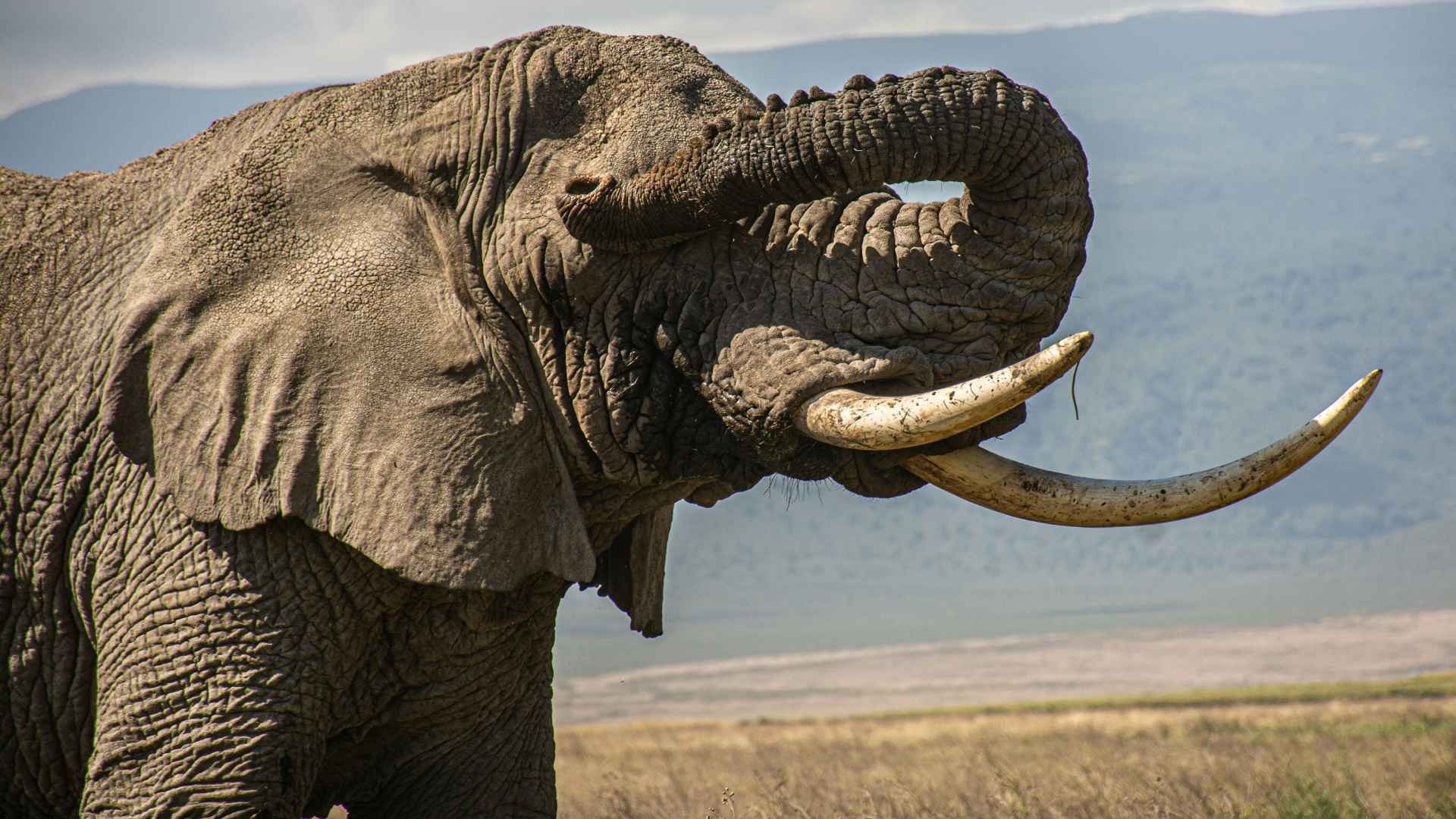 Elefante